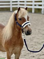 9-jähriger Pony Fuchswallach, 1.05m