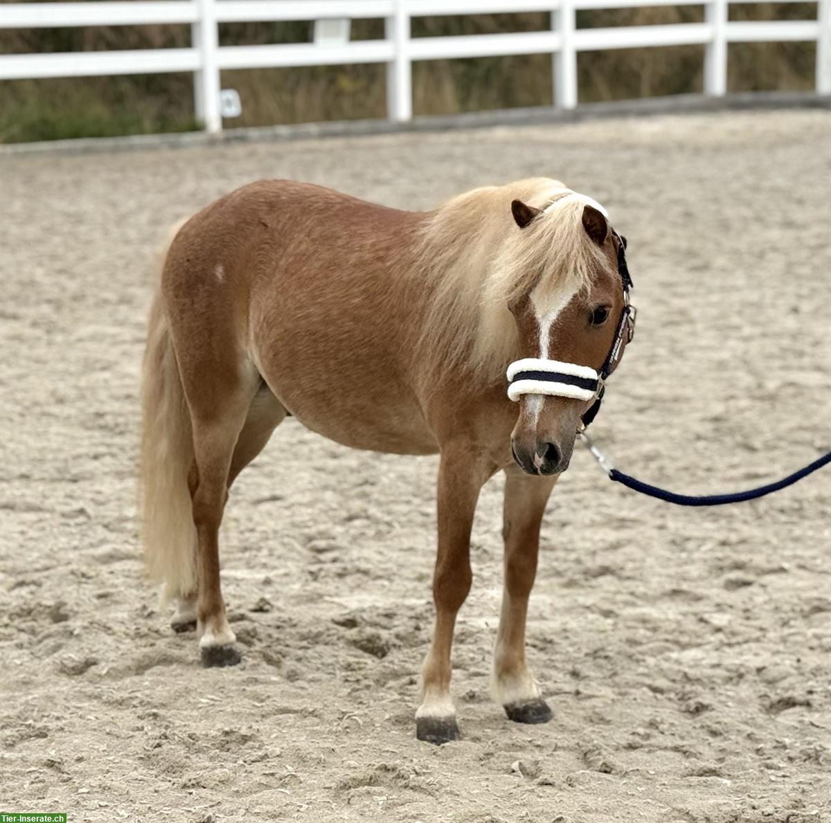 Bild 2: 9-jähriger Pony Fuchswallach, 1.05m
