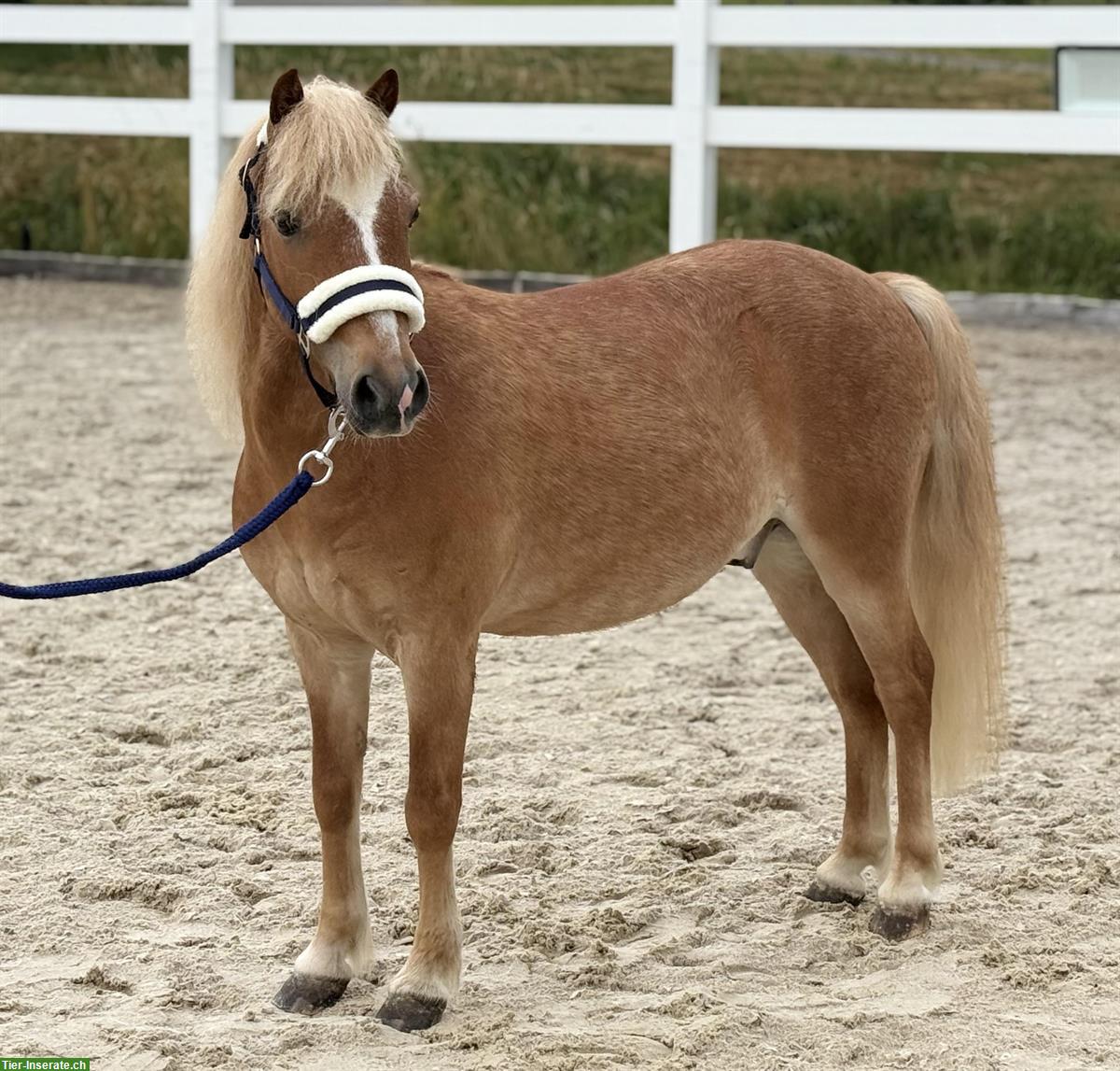 Bild 3: 9-jähriger Pony Fuchswallach, 1.05m