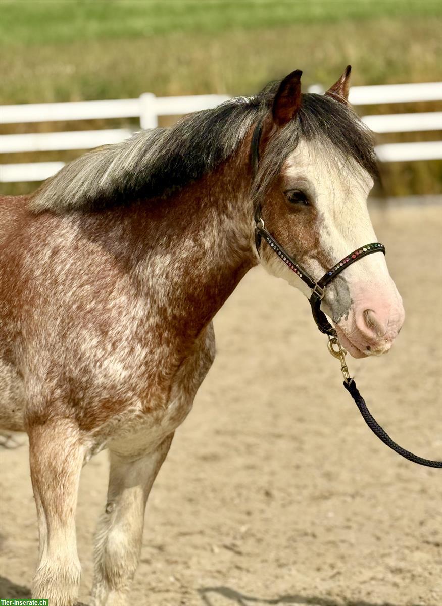 Toller 13-jähriger Wallach, 1.37m