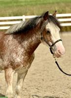 Toller 13-jähriger Wallach, 1.37m