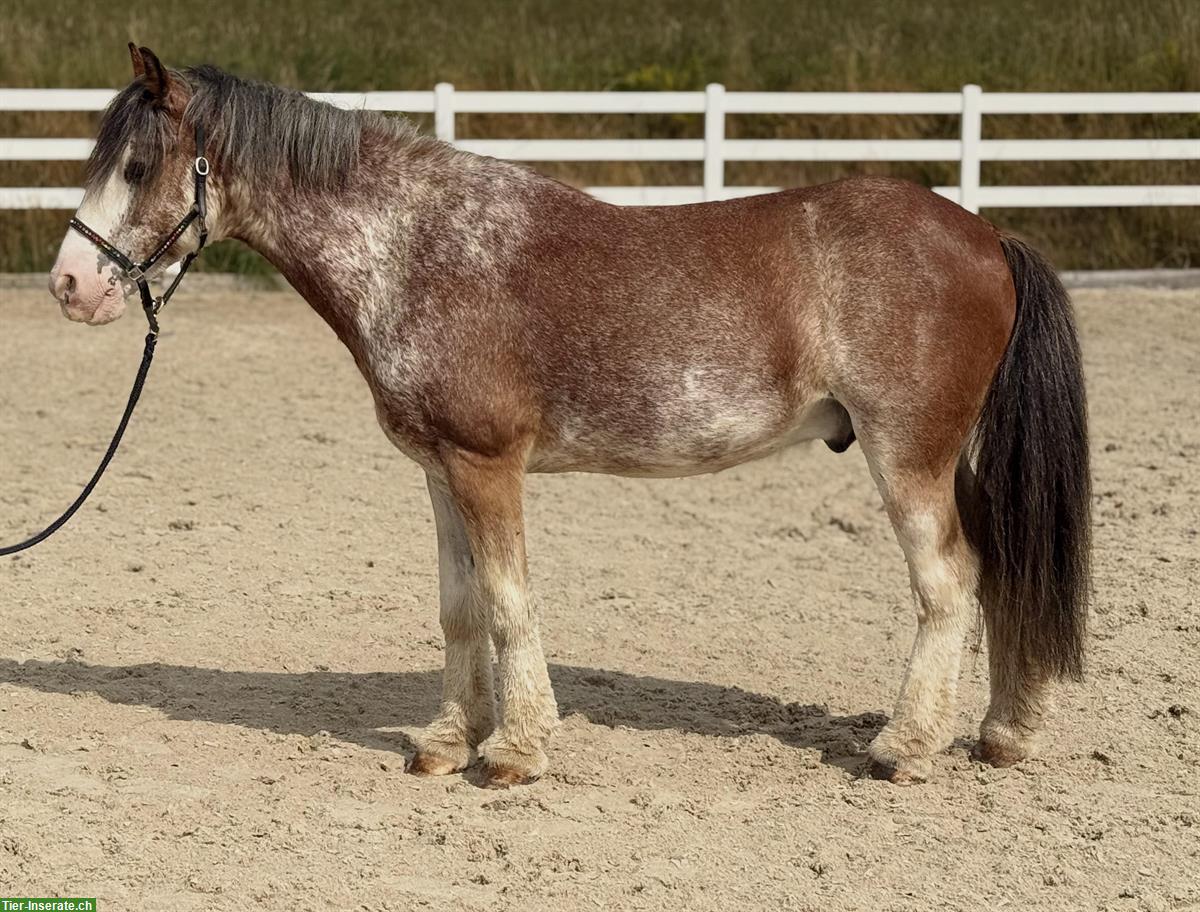 Bild 2: Toller 13-jähriger Wallach, 1.37m
