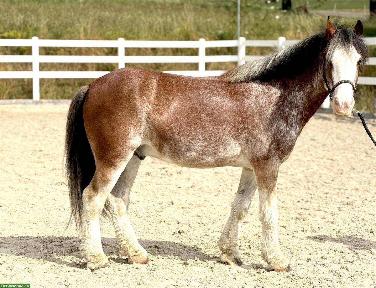 Bild 3: Toller 13-jähriger Wallach, 1.37m