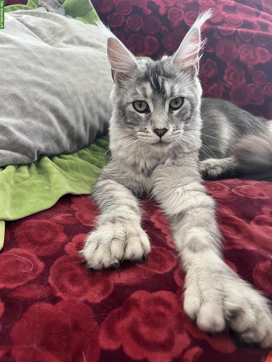 Junge Maine Coon Kätzin ♥️ Tulsa