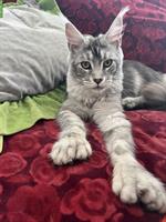 Junge Maine Coon Kätzin ♥️ Tulsa
