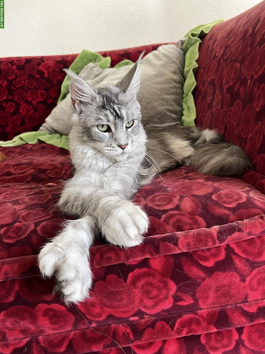 Bild 2: Junge Maine Coon Kätzin ♥️ Tulsa