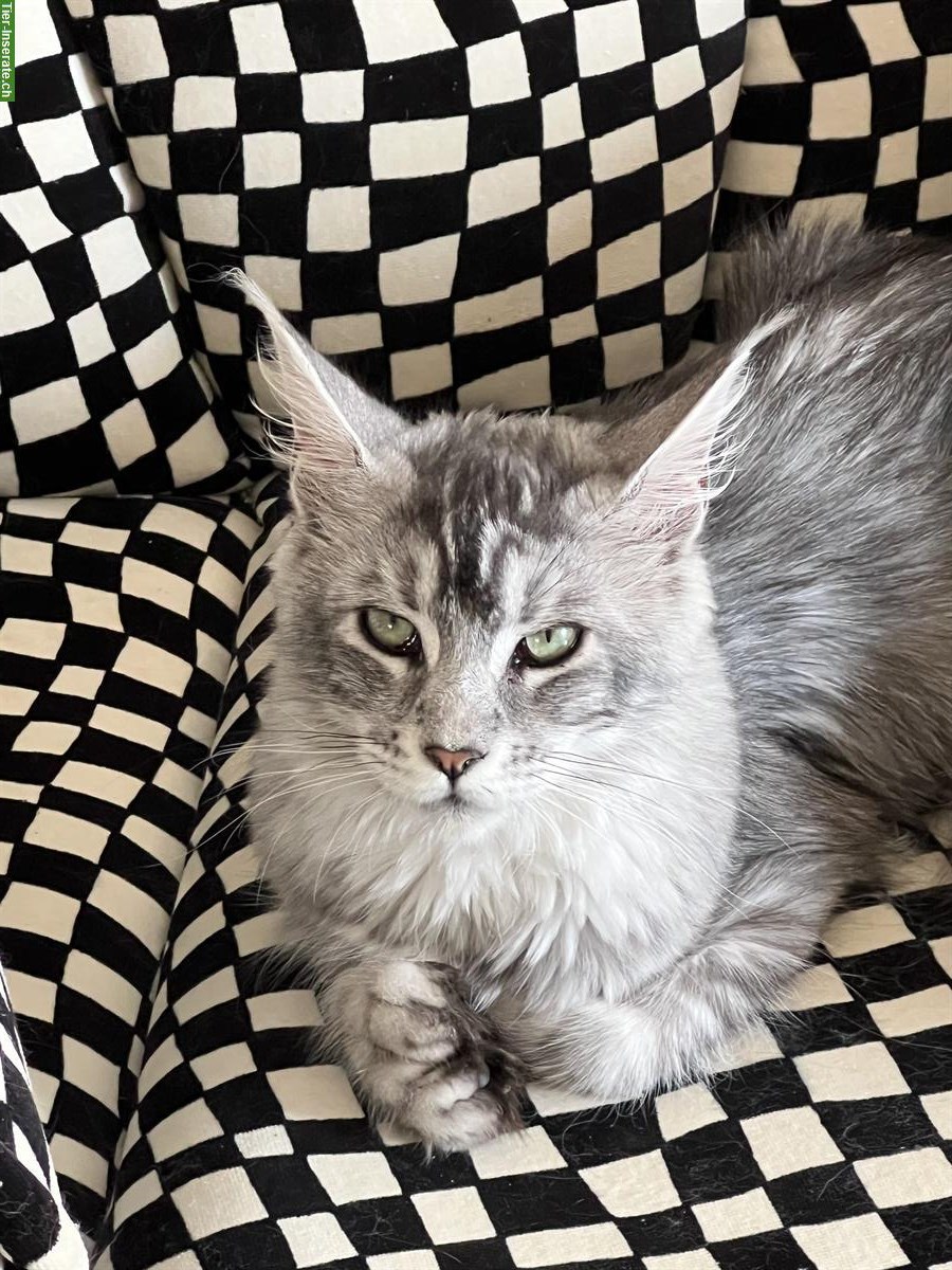 Bild 3: Junge Maine Coon Kätzin ♥️ Tulsa