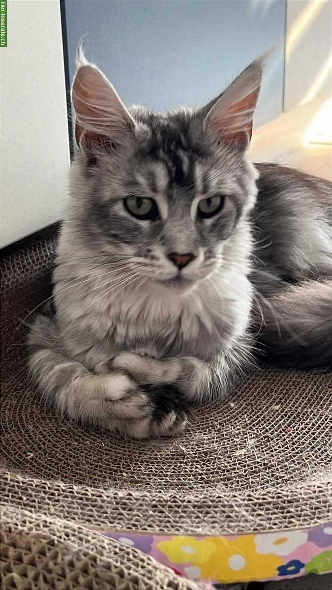 Bild 4: Junge Maine Coon Kätzin ♥️ Tulsa
