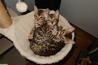 Süße Bengal Katzenbabys suchen ein Zuhause
