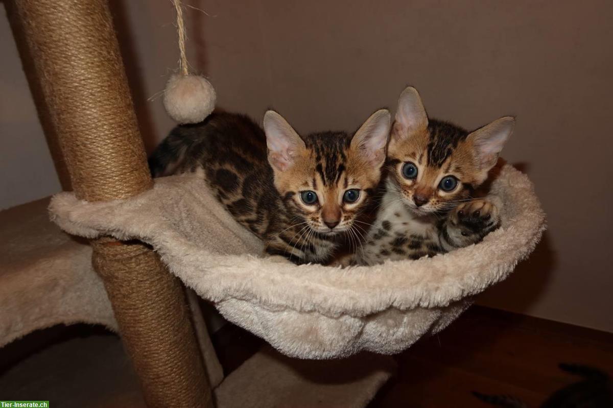 Bild 2: Süße Bengal Katzenbabys suchen ein Zuhause