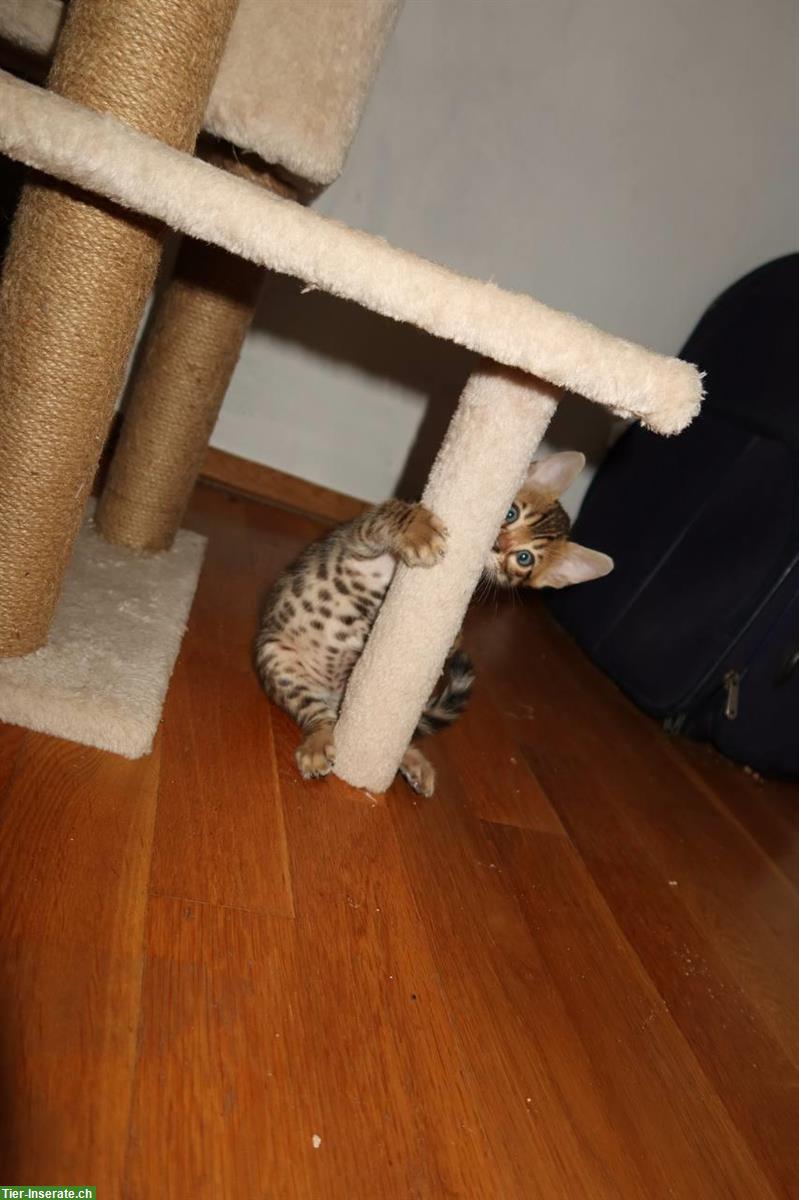 Bild 3: Süße Bengal Katzenbabys suchen ein Zuhause