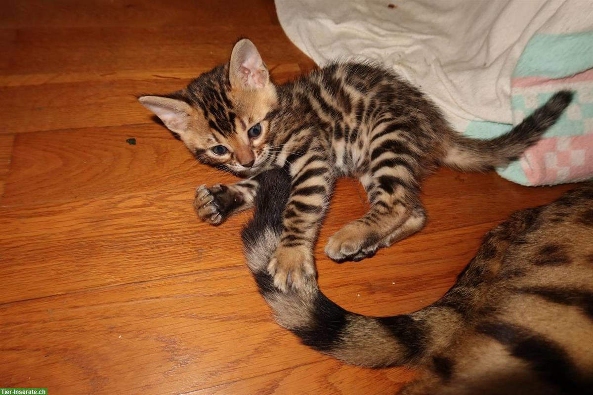 Bild 4: Süße Bengal Katzenbabys suchen ein Zuhause