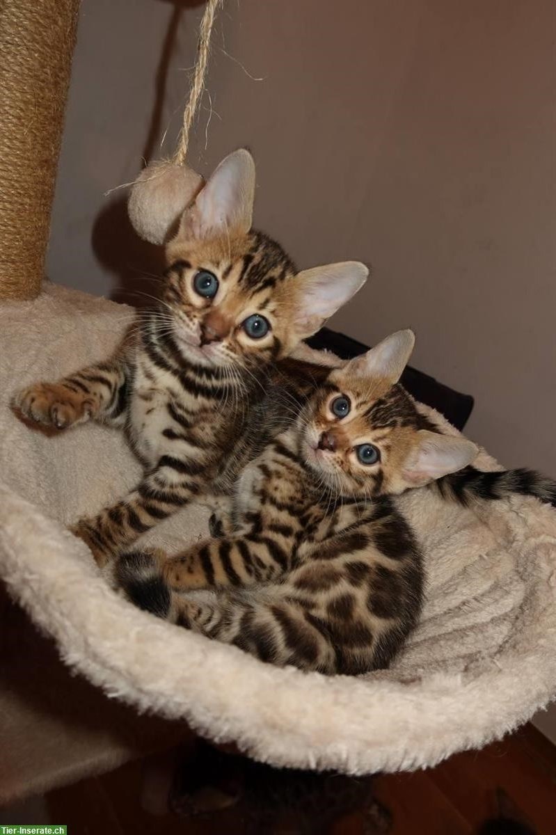 Bild 5: Süße Bengal Katzenbabys suchen ein Zuhause