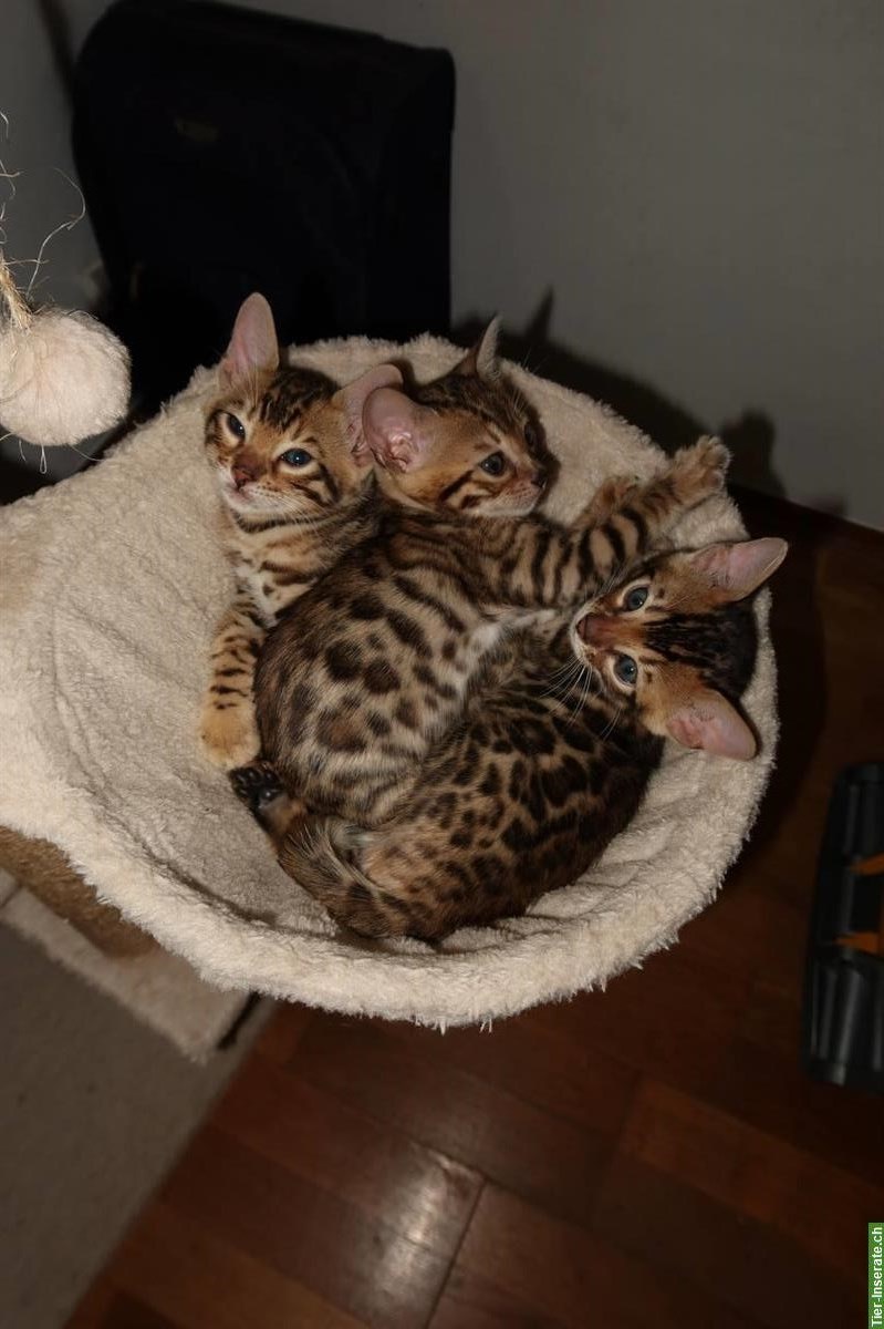 Bild 6: Süße Bengal Katzenbabys suchen ein Zuhause