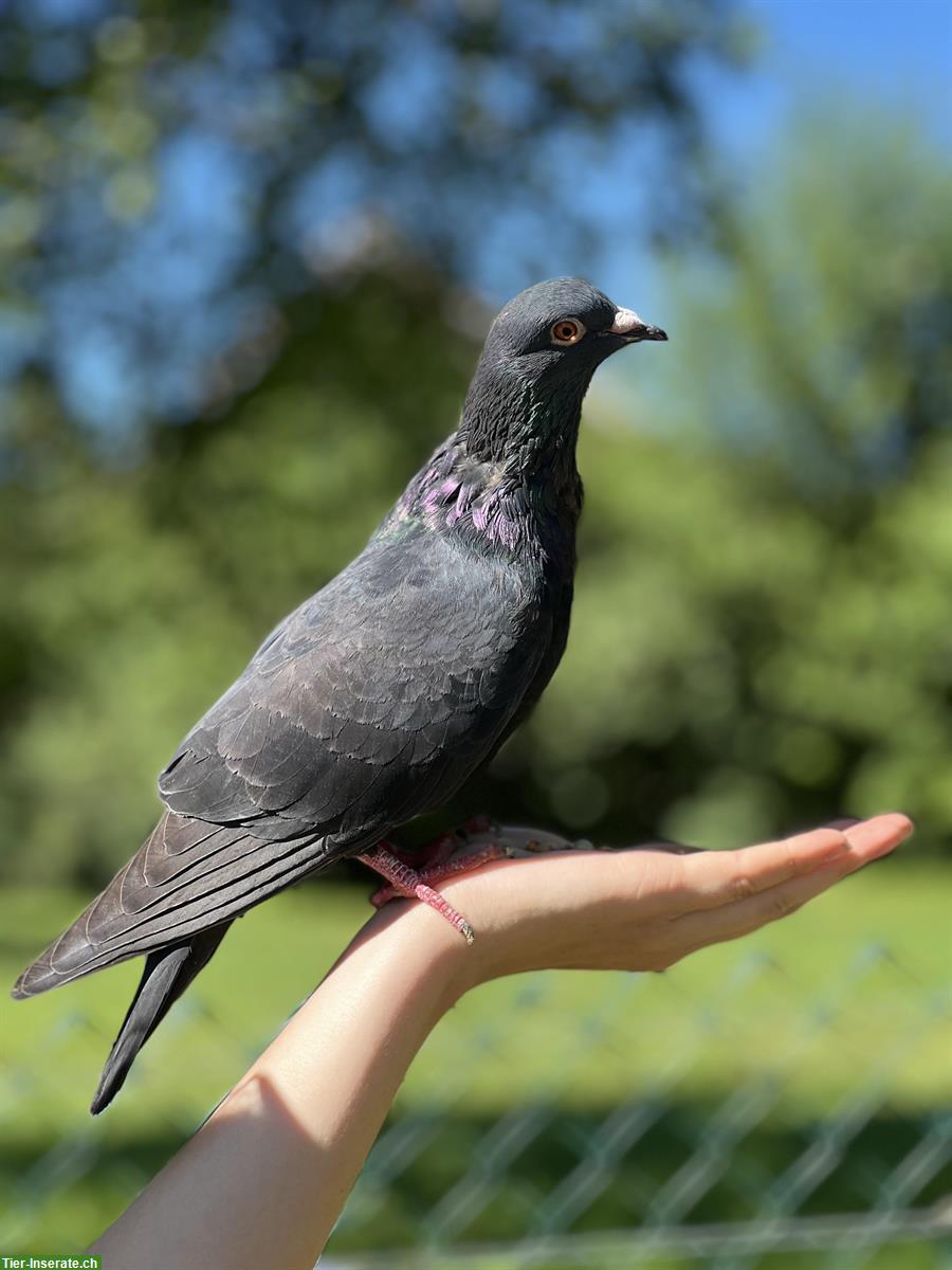 Bild 2: Junge schwarze Tauben abzugeben