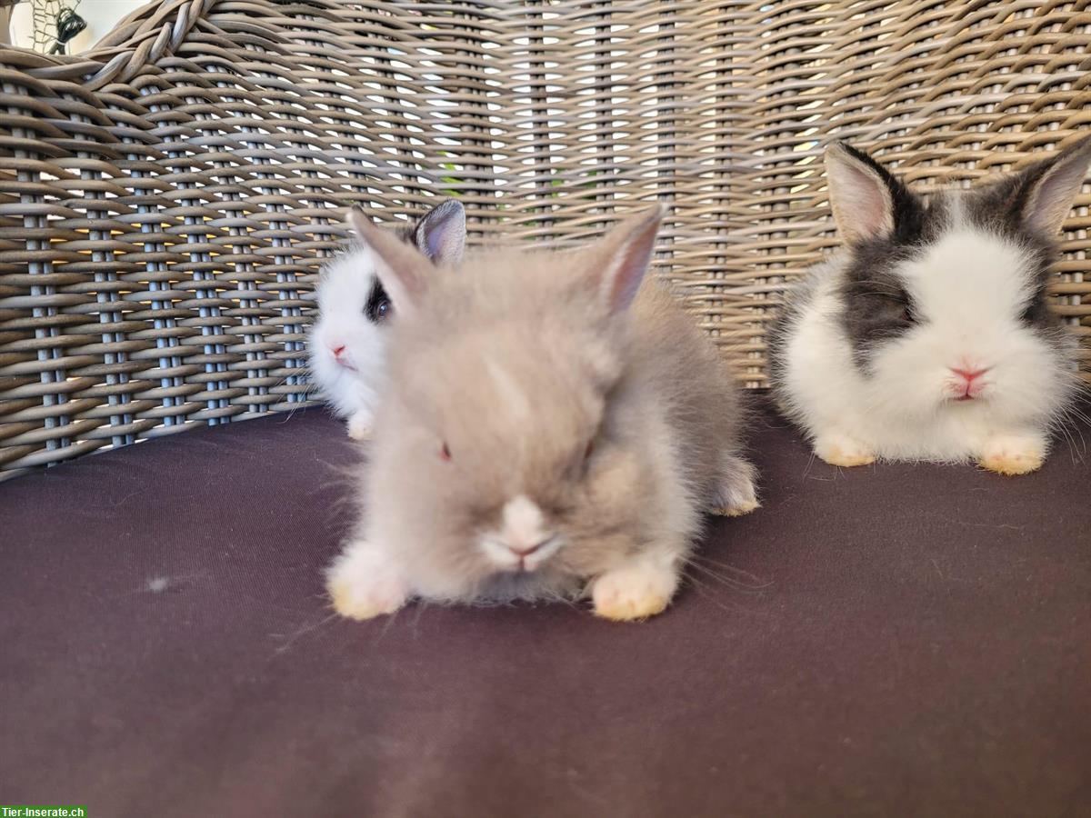 Bild 5: Kleinbleibende junge Zwerghasen, Teddy x Farbenzwergli