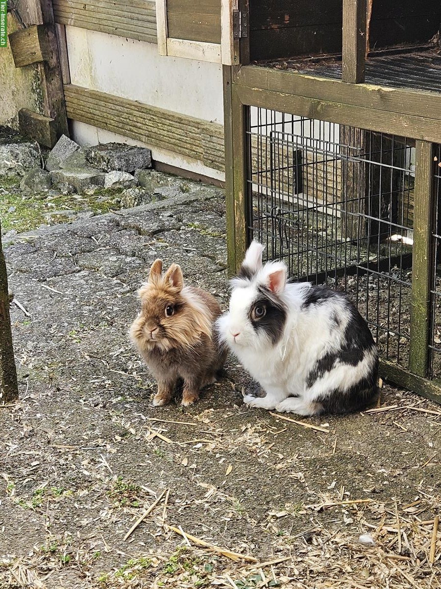 2 Löwenköpfchen Zwerghasen abzugeben