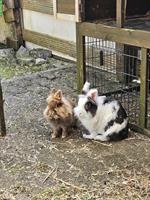 2 Löwenköpfchen Zwerghasen abzugeben
