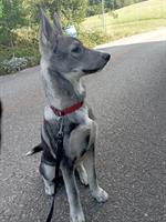 Siberian Husky x Weisser Schäferhund Mischlingswelpen