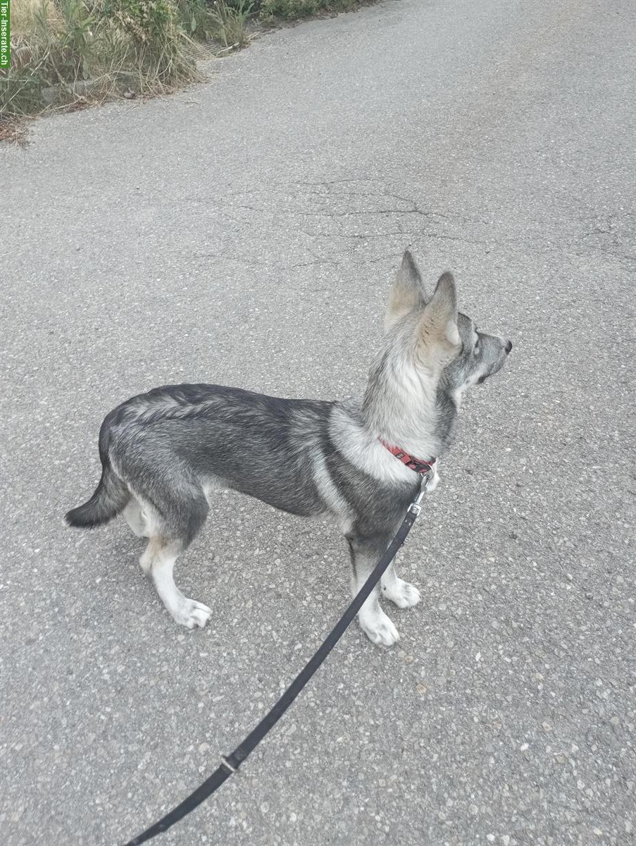 Bild 2: Siberian Husky x Weisser Schäferhund Mischlingswelpen