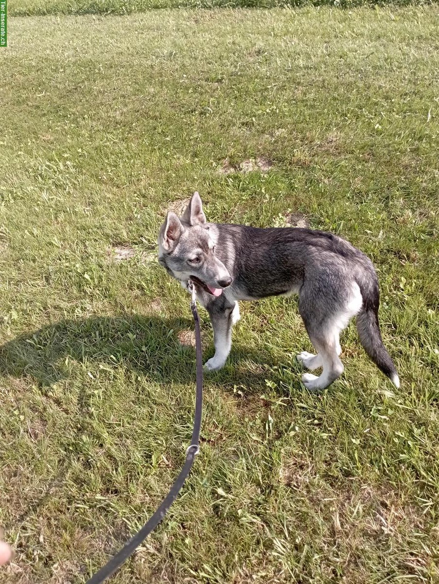 Bild 3: Siberian Husky x Weisser Schäferhund Mischlingswelpen