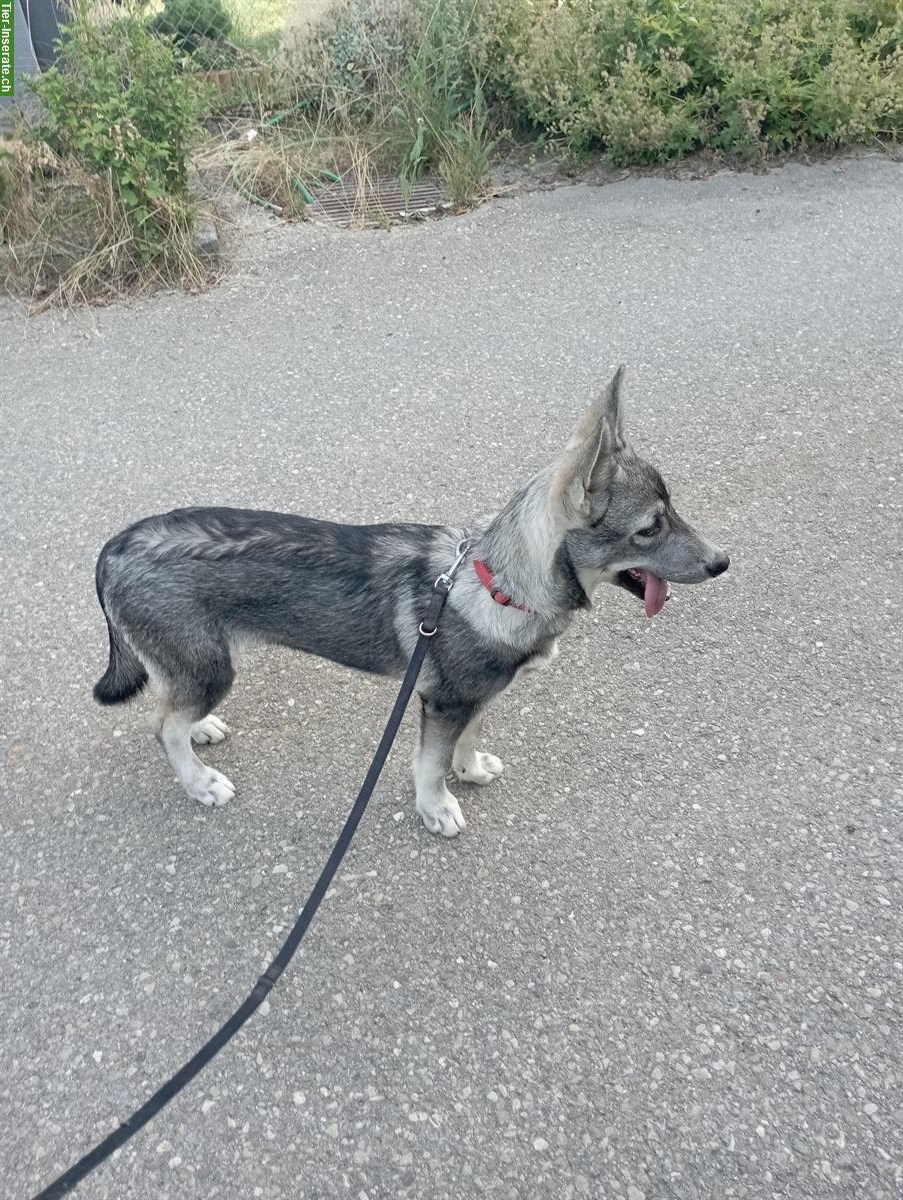 Bild 4: Siberian Husky x Weisser Schäferhund Mischlingswelpen