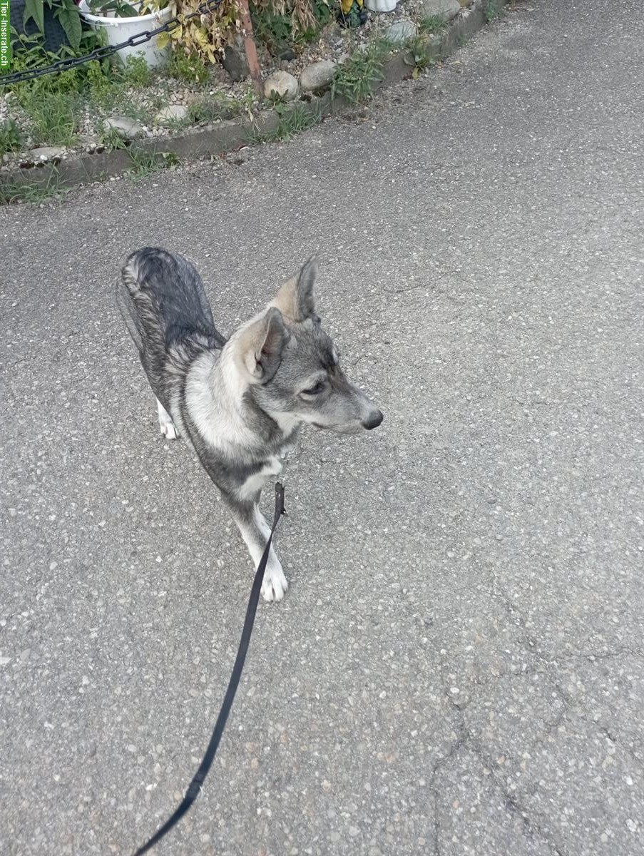 Bild 5: Siberian Husky x Weisser Schäferhund Mischlingswelpen