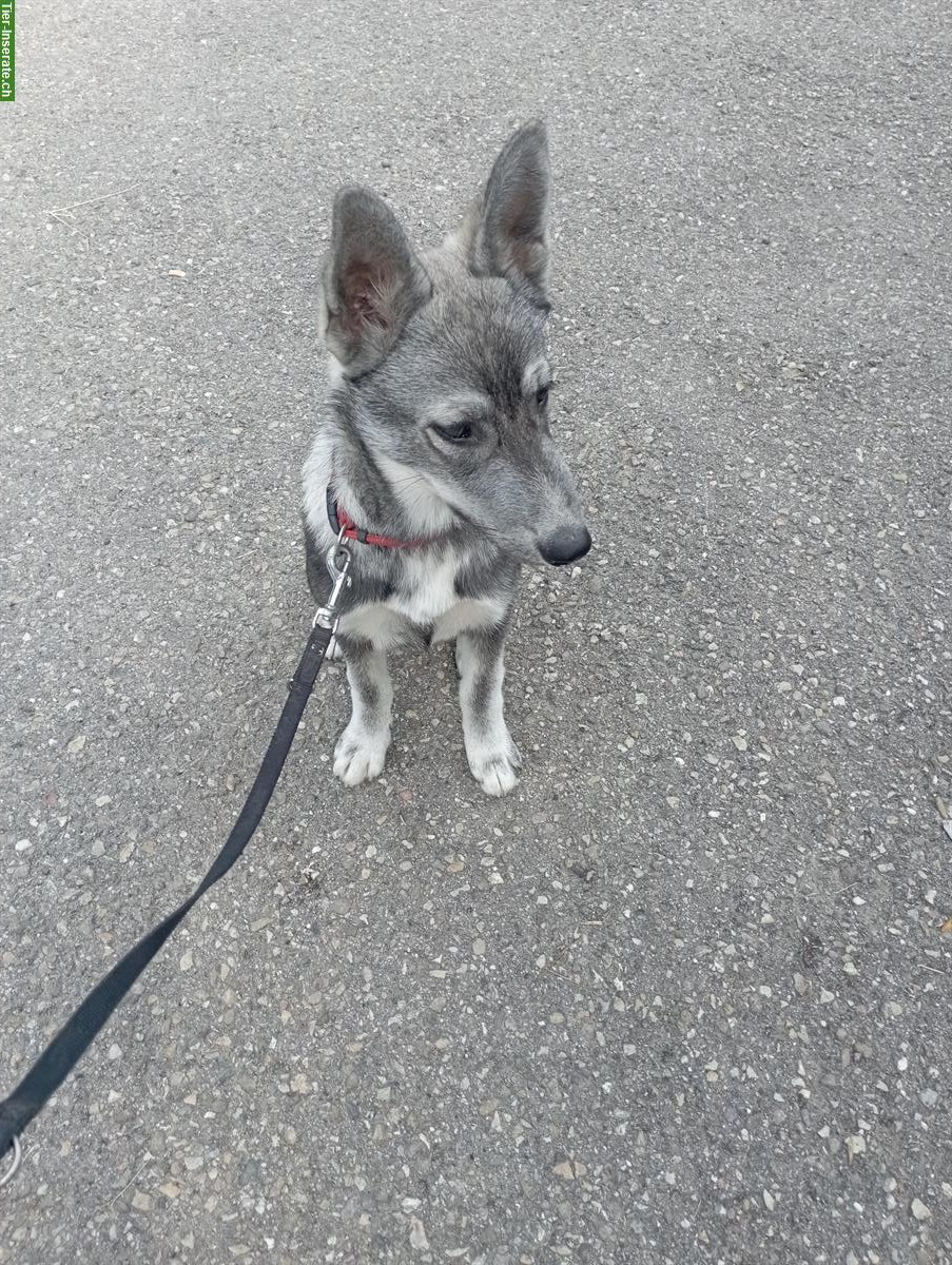 Bild 6: Siberian Husky x Weisser Schäferhund Mischlingswelpen