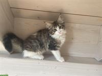 Norwegische Waldkatzen Kitten, weiblich