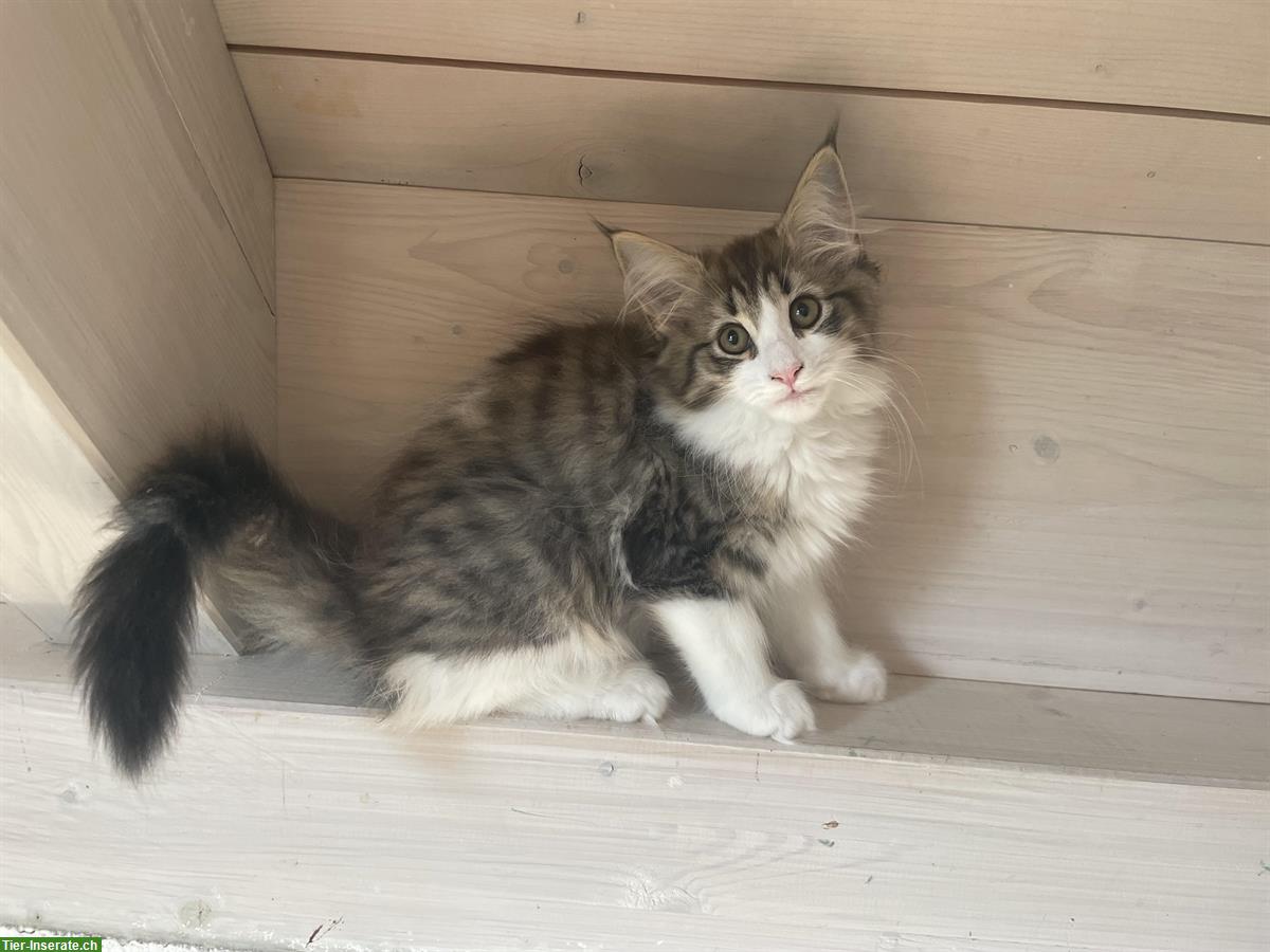 Bild 2: Norwegische Waldkatzen Kitten, weiblich
