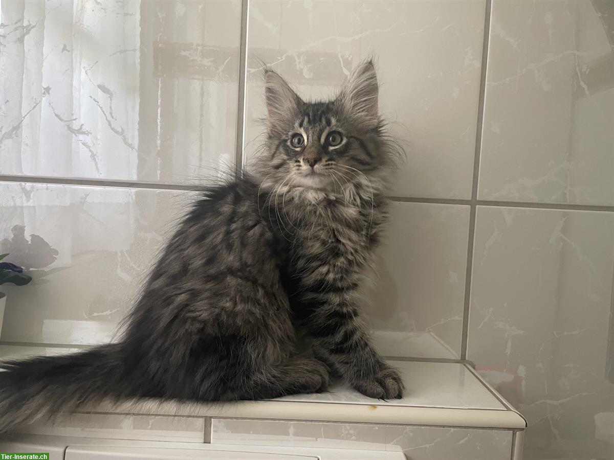 Bild 3: Norwegische Waldkatzen Kitten, weiblich