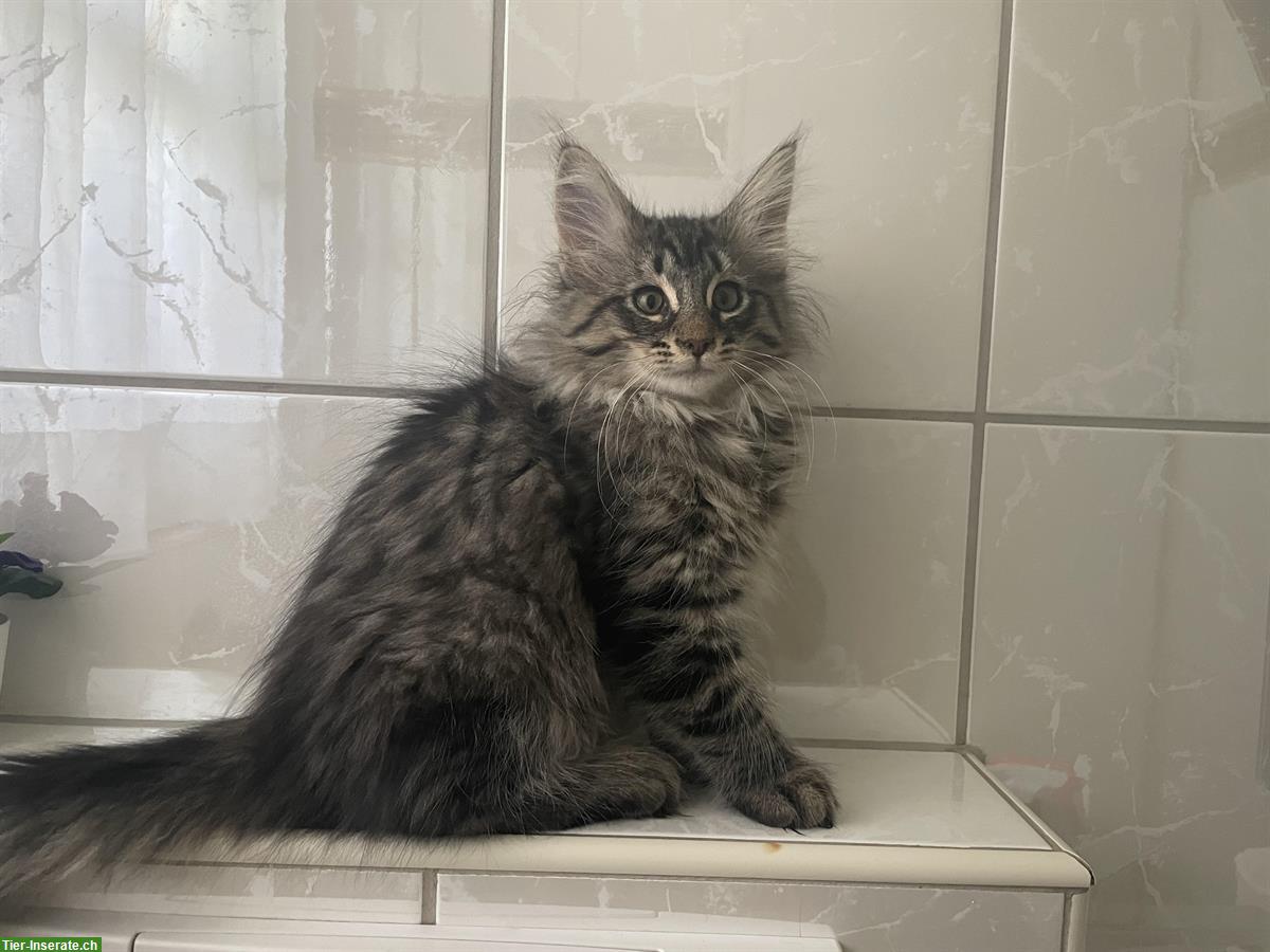 Bild 4: Norwegische Waldkatzen Kitten, weiblich