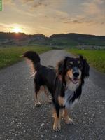 Hüeti gesucht für 3-jährigen Mischlingsrüden, Region Thun bis Bern