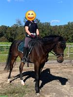 Deutsches Reitpony - Dyami Dumbledore B; Wallach