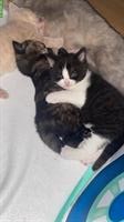 Junge Britische Mischling Katzen