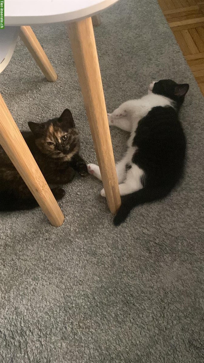 Bild 3: Junge Britische Mischling Katzen