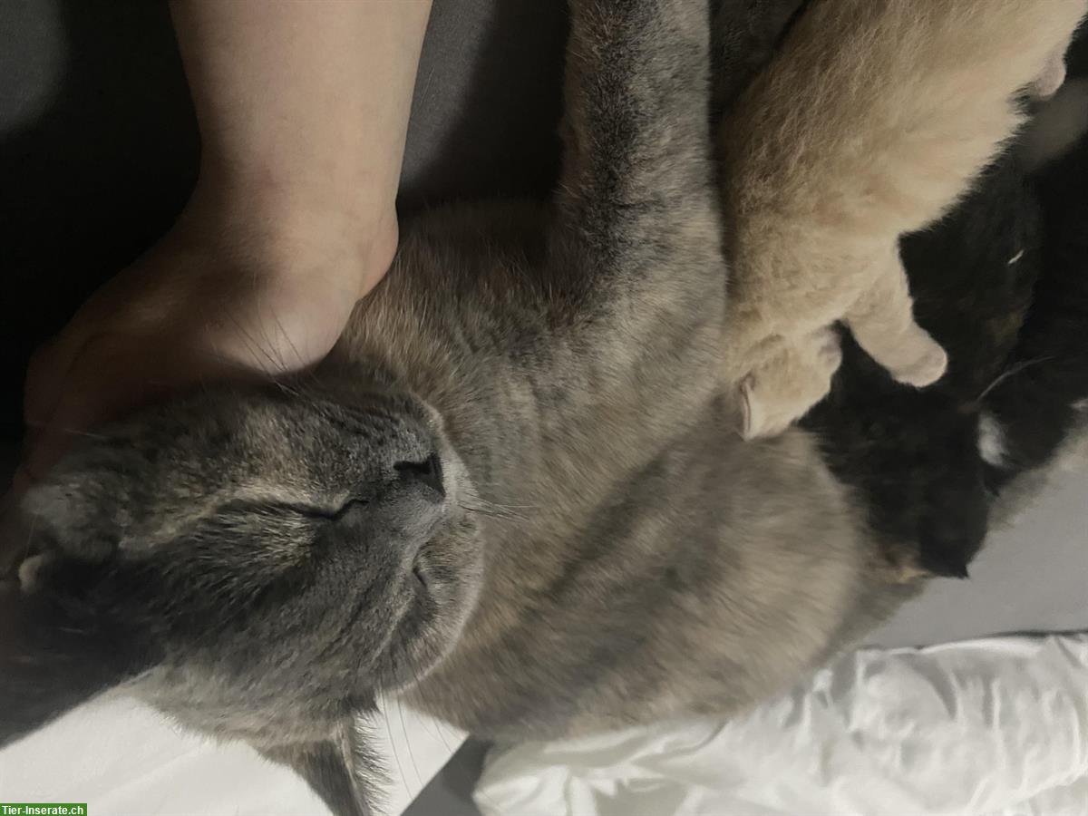 Bild 5: Junge Britische Mischling Katzen
