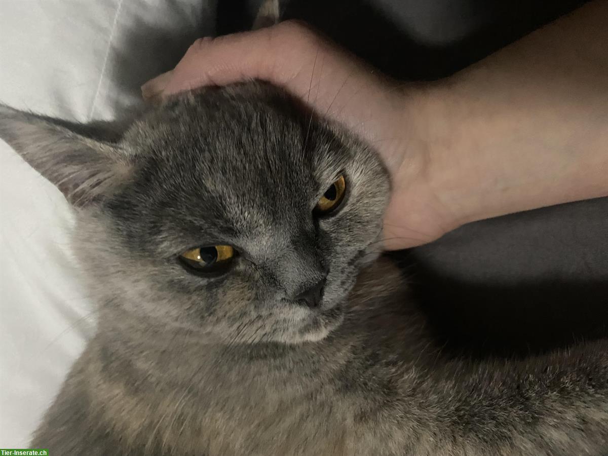 Bild 6: Junge Britische Mischling Katzen