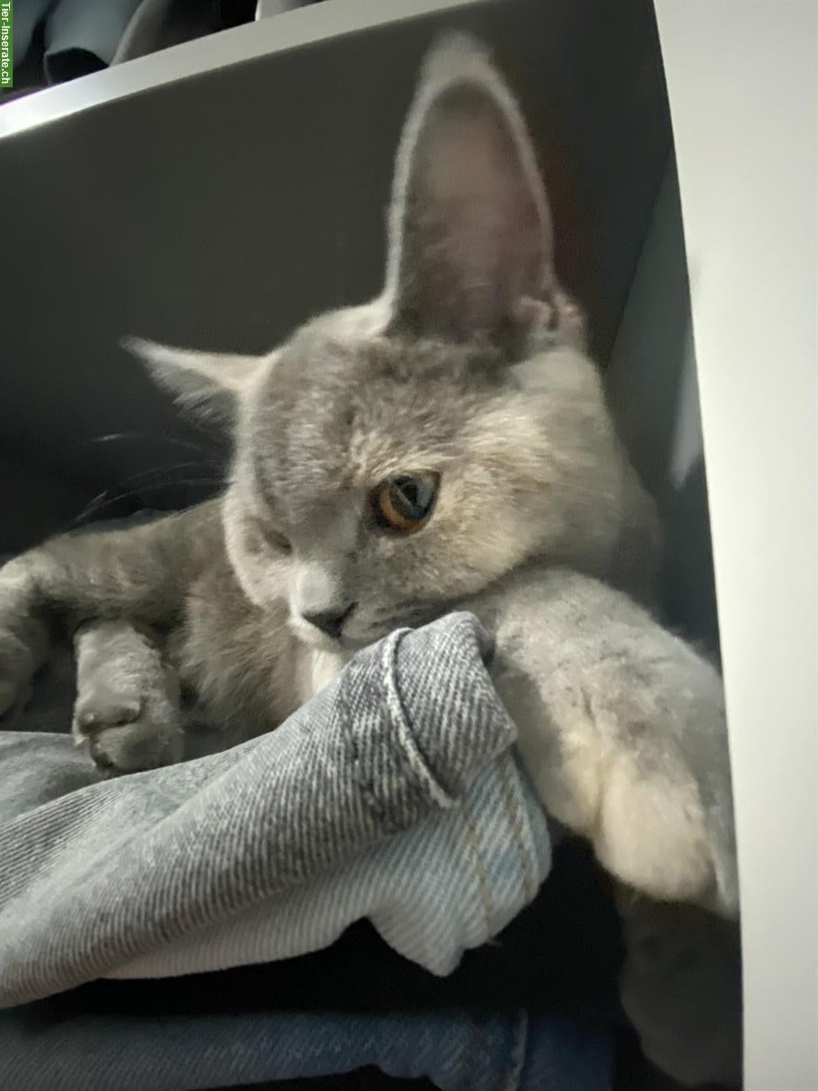 Bild 7: Junge Britische Mischling Katzen