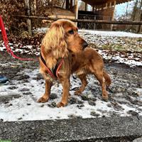 Gring, Cocker Spaniel Rüde, braucht Hundeerfahrung