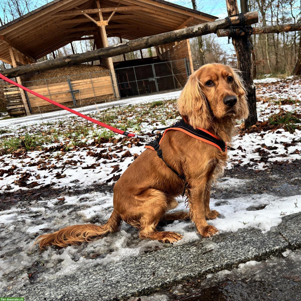 Bild 2: Gring, Cocker Spaniel Rüde, braucht Hundeerfahrung