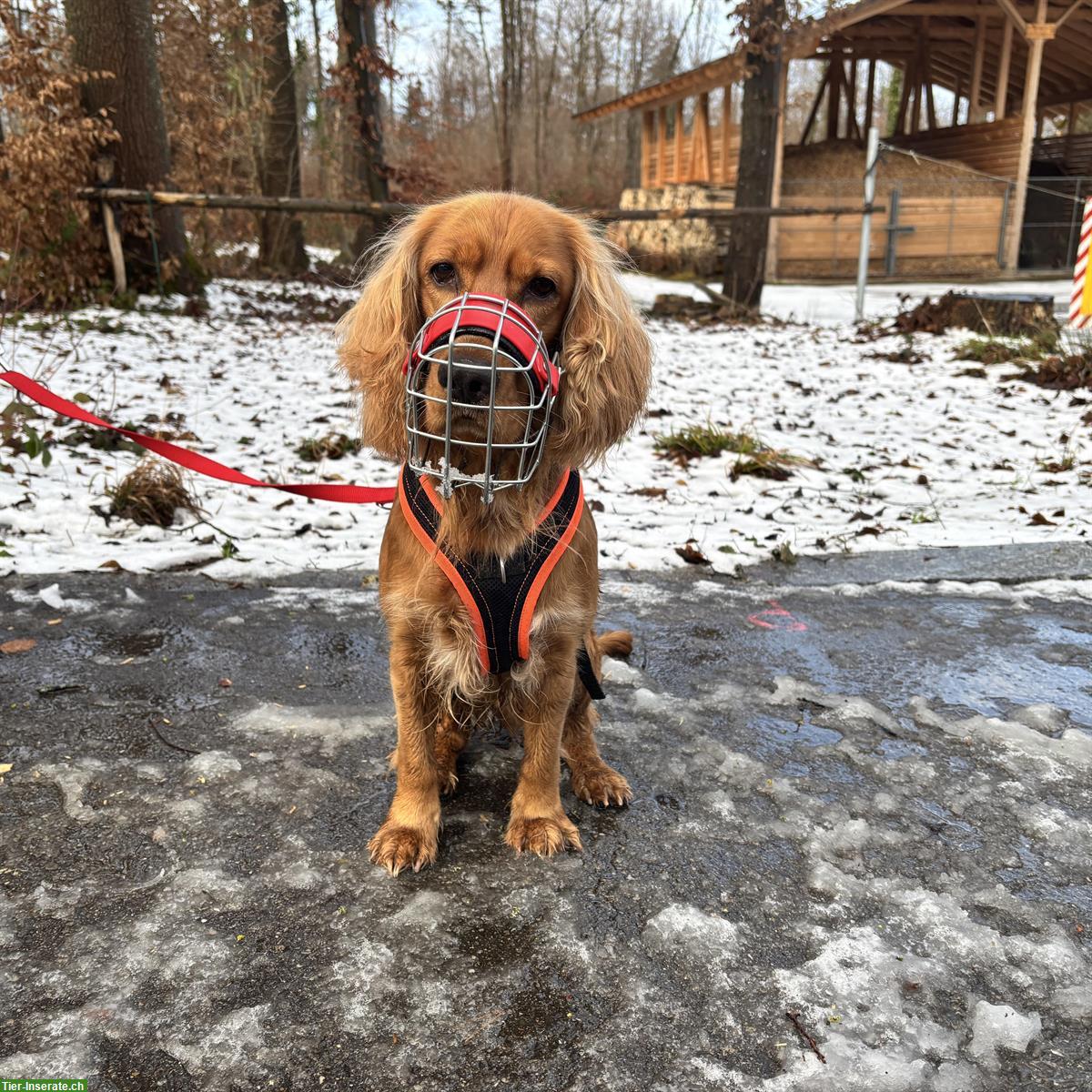 Bild 3: Gring, Cocker Spaniel Rüde, braucht Hundeerfahrung