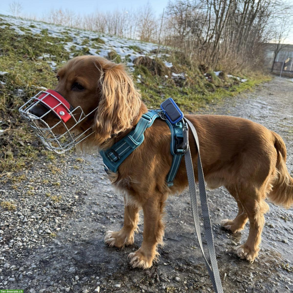 Bild 4: Gring, Cocker Spaniel Rüde, braucht Hundeerfahrung