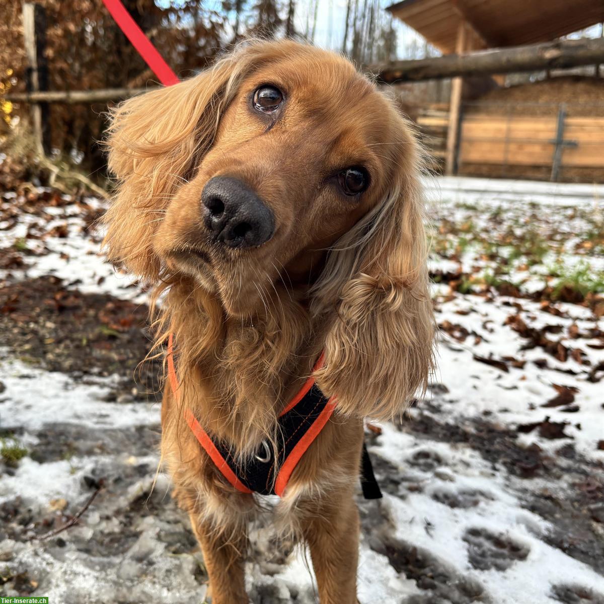 Bild 5: Gring, Cocker Spaniel Rüde, braucht Hundeerfahrung