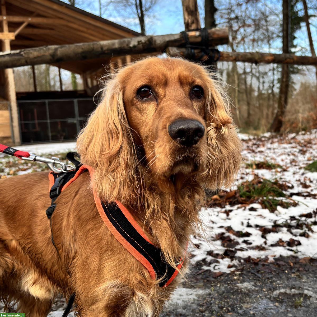 Bild 6: Gring, Cocker Spaniel Rüde, braucht Hundeerfahrung