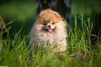 Pomeranian / Zwergspitz Hündin, 7 Monate alt