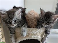 Typvolle Maine Coon Kitten, reinrassig zu verkaufen