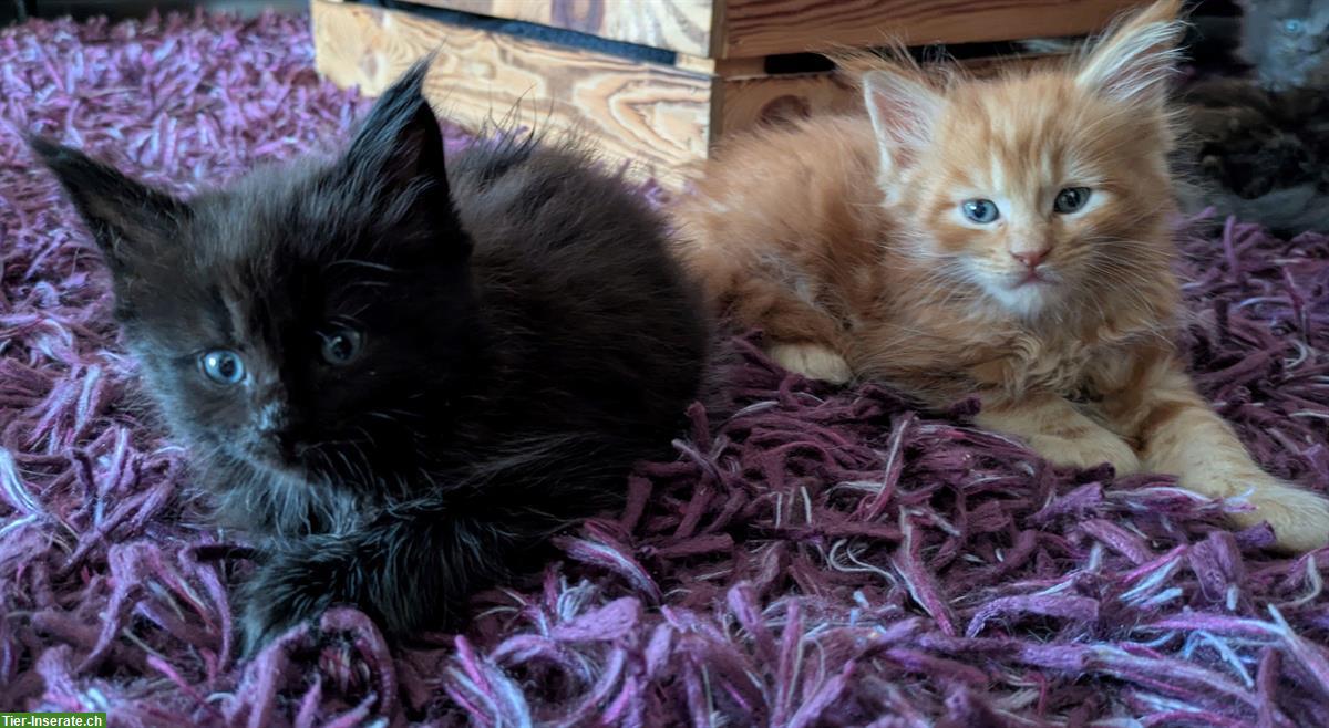 Bild 3: Typvolle Maine Coon Kitten, reinrassig zu verkaufen