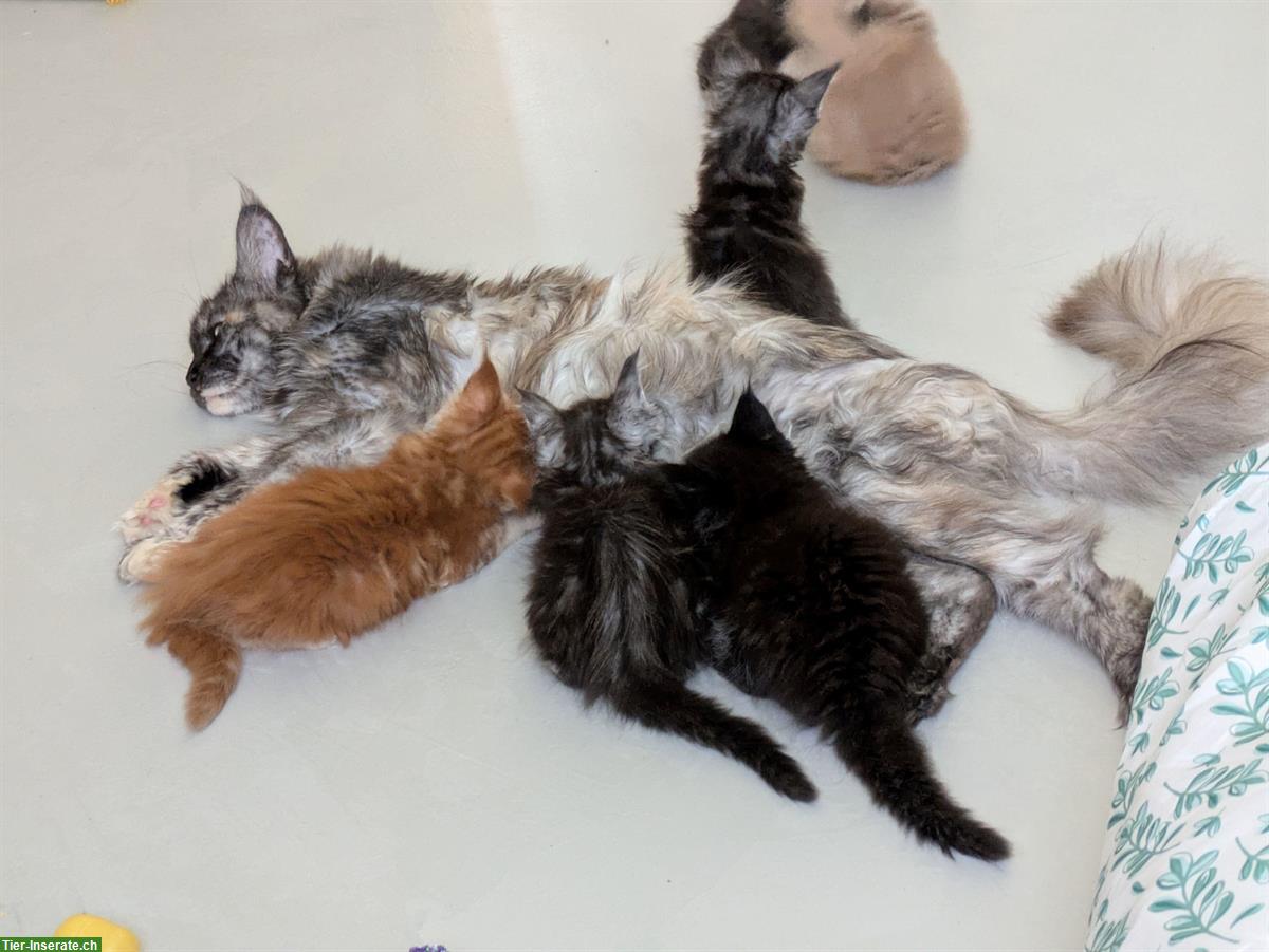 Bild 4: Typvolle Maine Coon Kitten, reinrassig zu verkaufen
