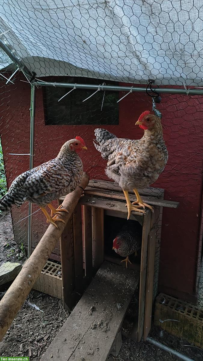 Bild 3: Bielefelder Hahn / Güggel abzugeben